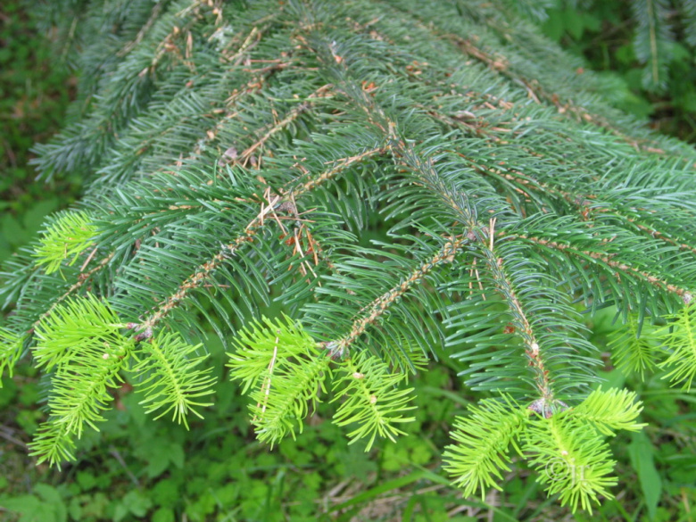 Abies equitrojani, oksa ©jr