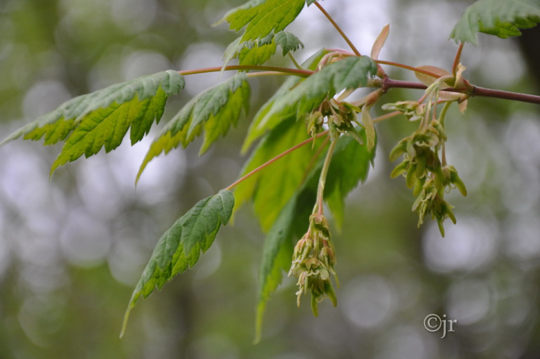 acer_spicatum_siemen_jreinikainen.jpg