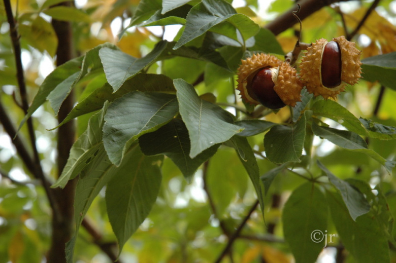 Aesculus glabra @hörsholm ©jr