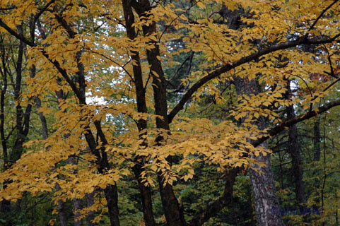 betula_alleghaniensis_latvus_jsaarinen.jpg