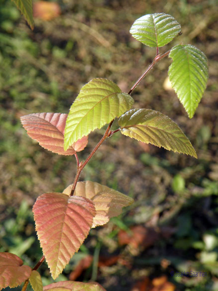 carpinus_turczaninovii_lehdet_jsaarinen.jpg