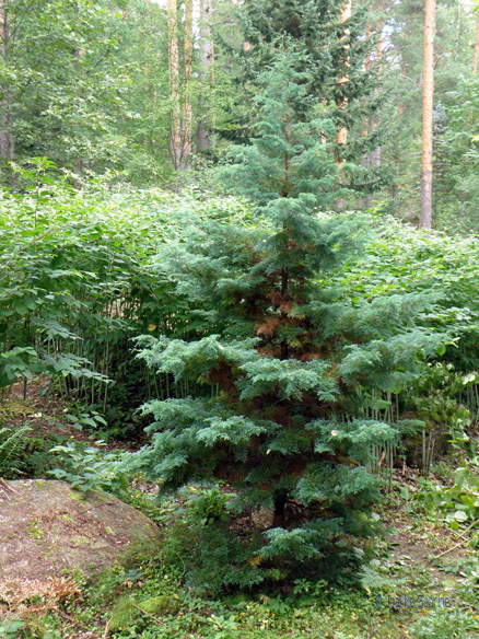 chamaecyparis_pisifera_squarrosa_yleiskuva_jsaaarinen.jpg