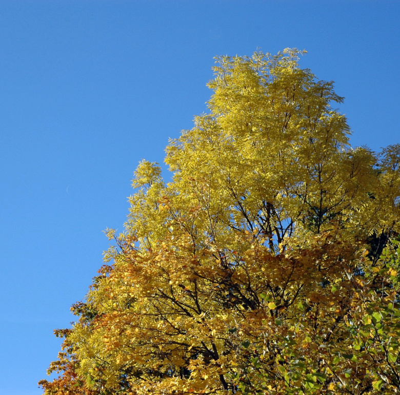 fraxinus_pennsylvanica_ruska_jsaarinen.jpg