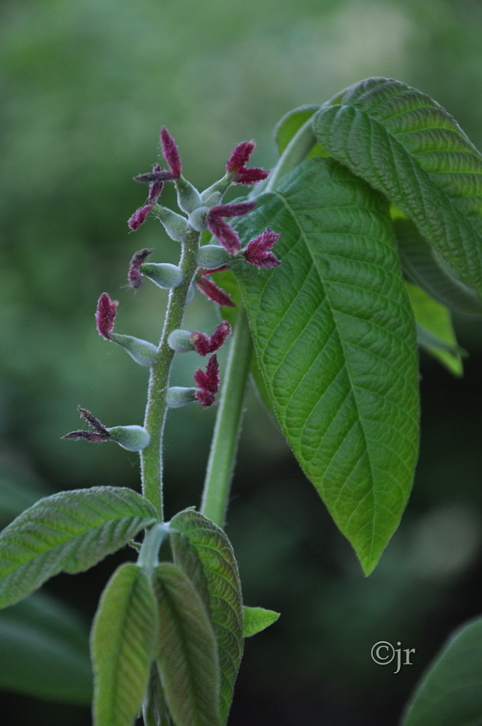 juglans_ailanthifolia_kukka_kumpula_jreinikainen.jpg