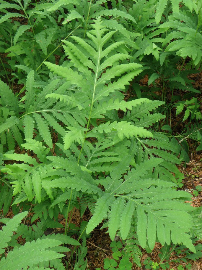 onochlea_sensibilis_lehdet.jpg