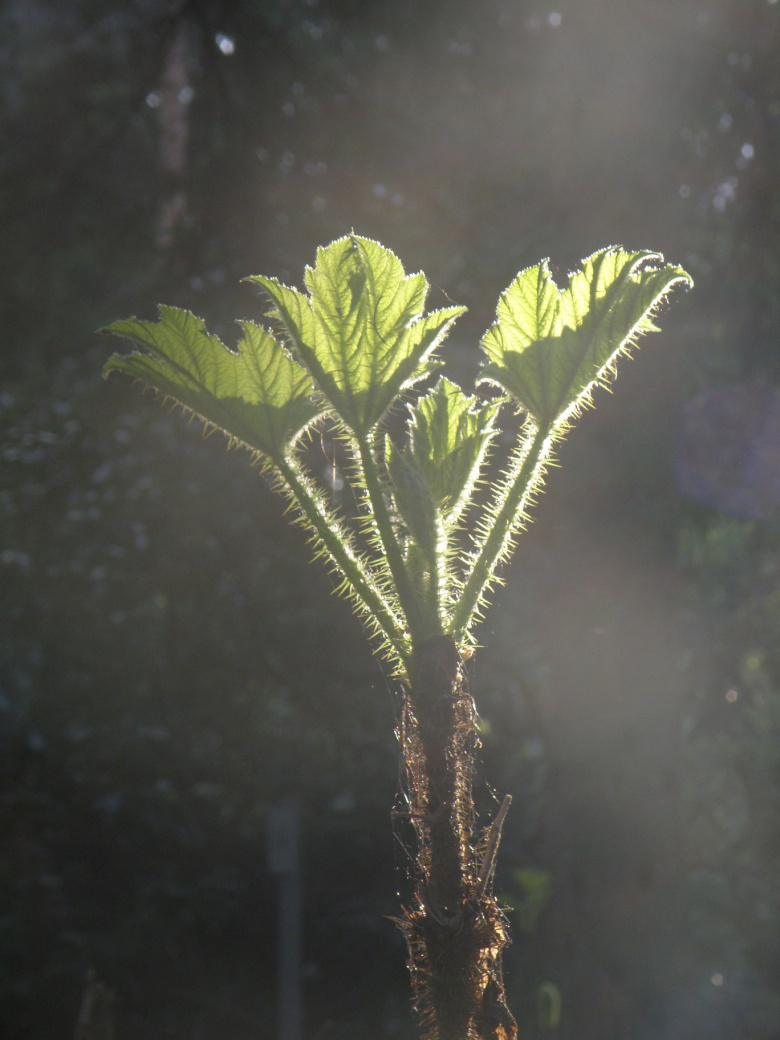 oplopanax_horridus_kevat_jsaarinen.jpg