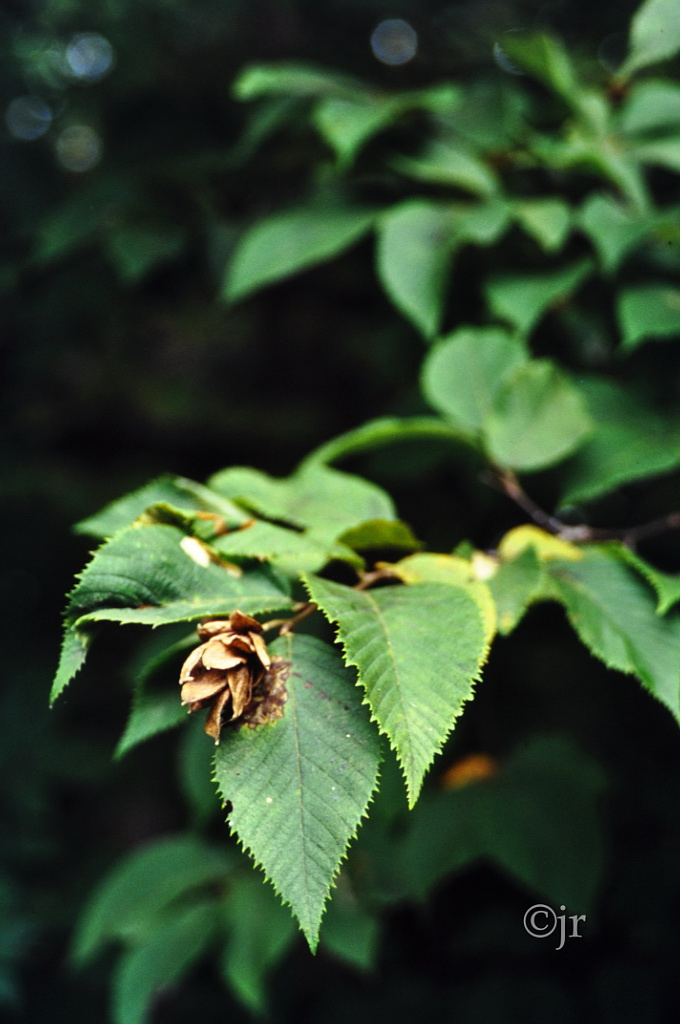 ostrya_virginiana_siemen_jreinikainen.jpg