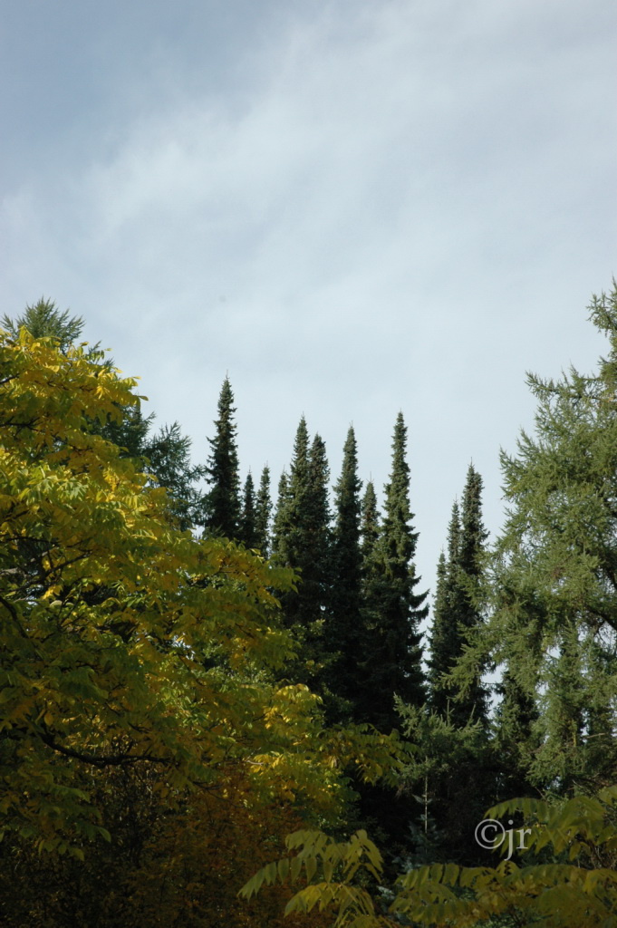 picea_omorica_jreinikainen.jpg