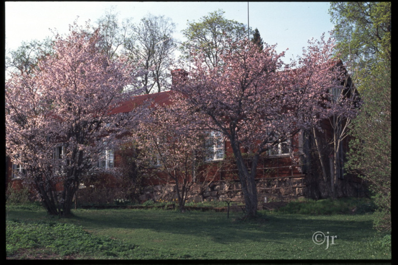 prunus_sargentii_jreinikainen.jpg