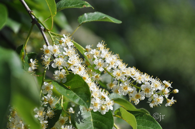 prunus_virginiana_kukinto_kumpula_jreinikainen.jpg