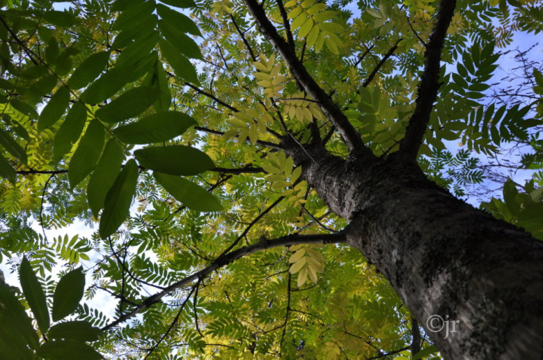 pterocarya_rhoifolia_jreinikainen.jpg