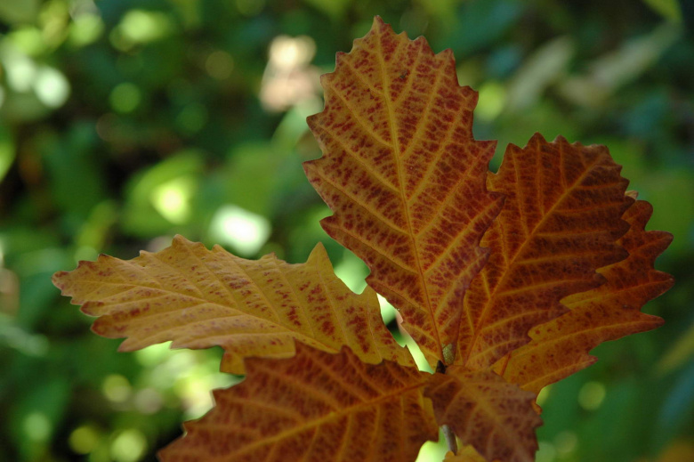 Quercus mongolica ©jr