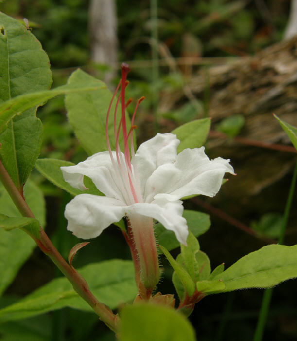 rhododendron_arborescens_kristiantheqvist.jpg