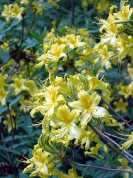 rhododendron_luteum_kukinta_jsaarinen.jpg