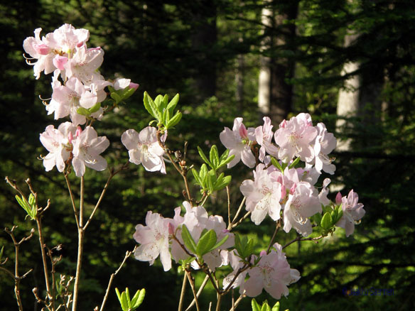 rhododendron_schlippenbachii_kukinta_jsaarinen.jpg