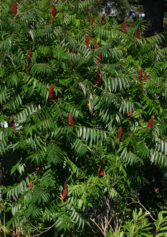 rhus_typhina_ojussila.jpg