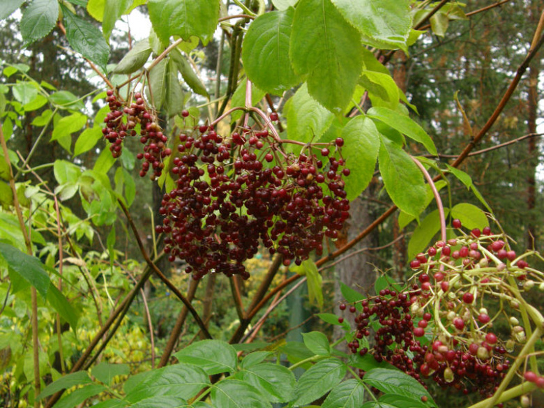 sambucus_canadensis_kristiantheqvist.jpg