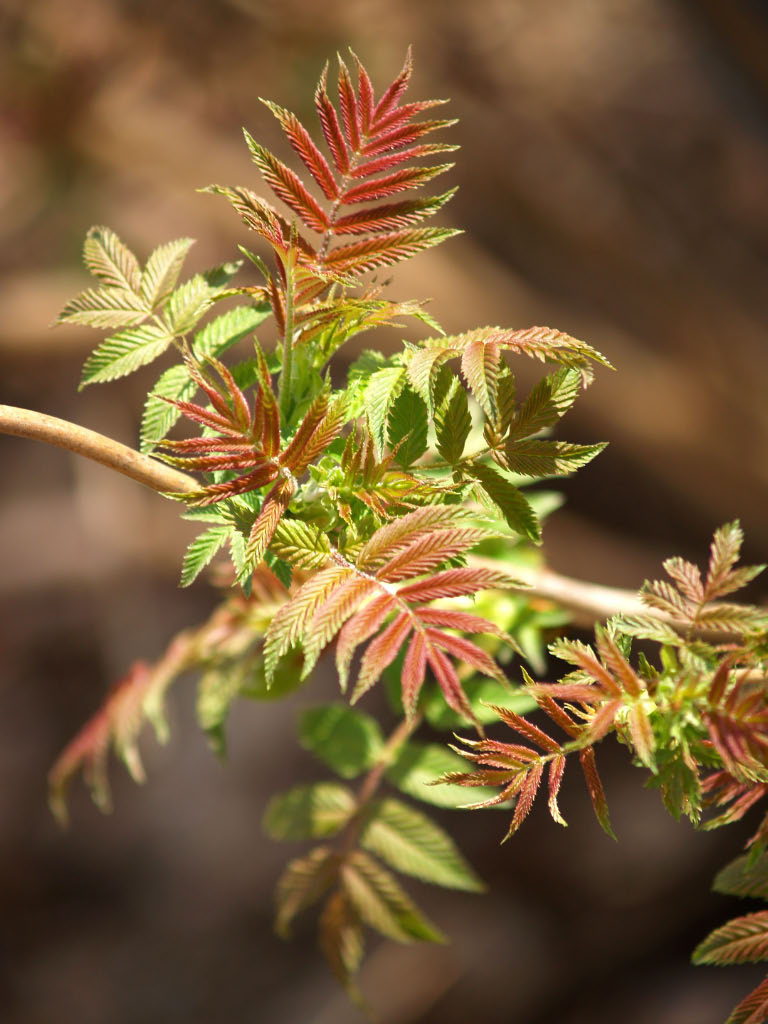 Sorbaria sorbifolia ©Susanna