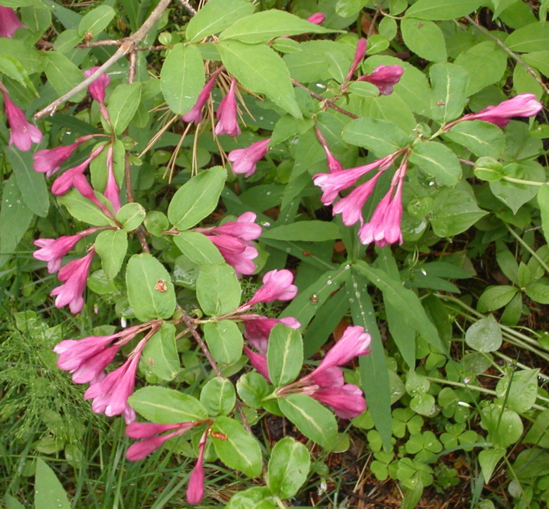 weigela_florida_kukinta_jsaarinen.jpg