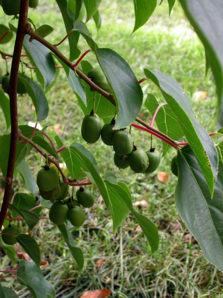 actinidia_arguta_kumpula_jsaarinen.jpg