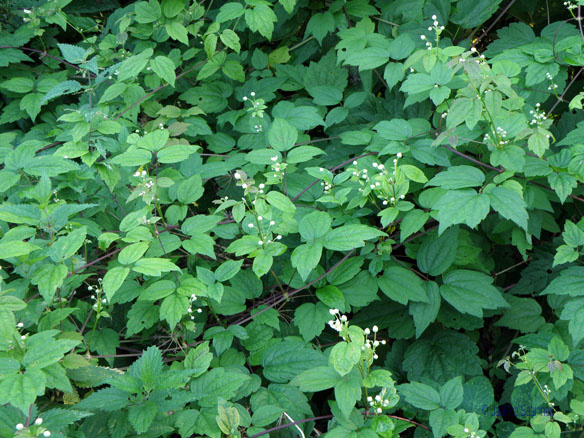 clematis_virginiana_lehdet_jsaarinen.jpg