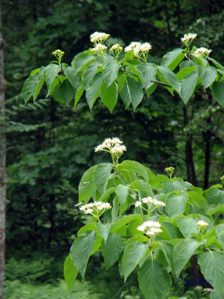 cornus_alternifolia_kukat_jsaarinen.jpg