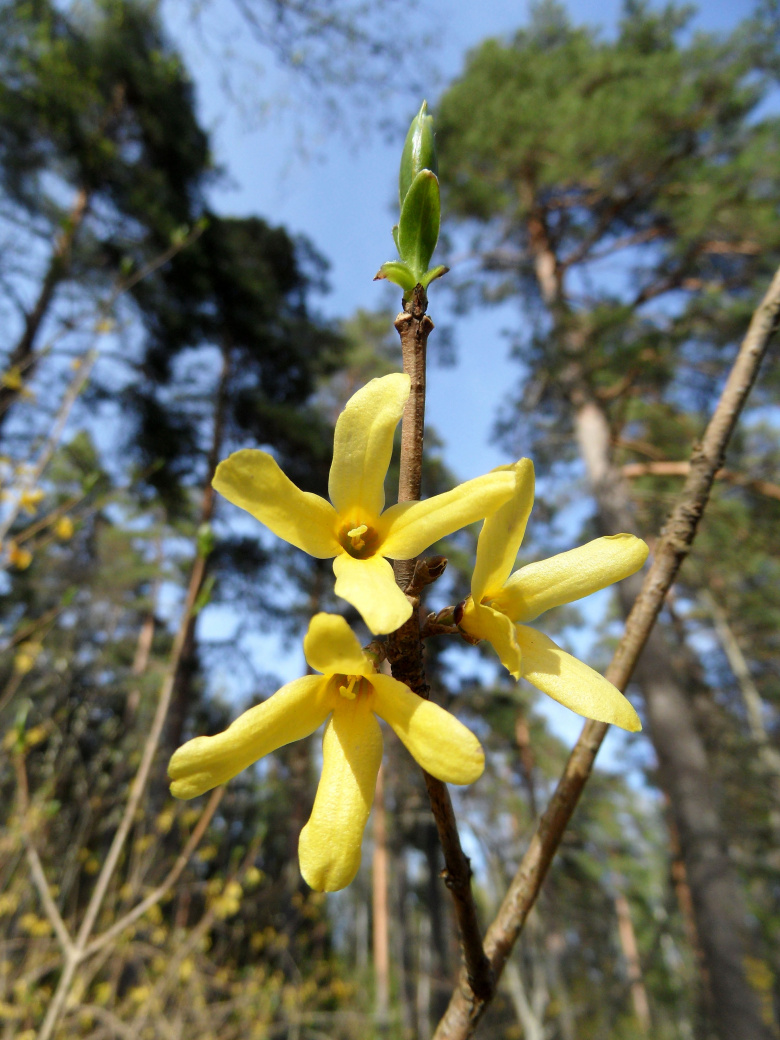 Forsythia ovata © Susanna