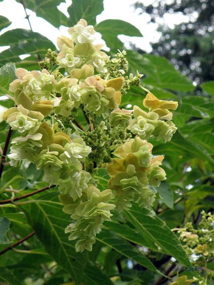 hydrangea_bretschneideri_bougie_kukinta_jsaarinen.jpg