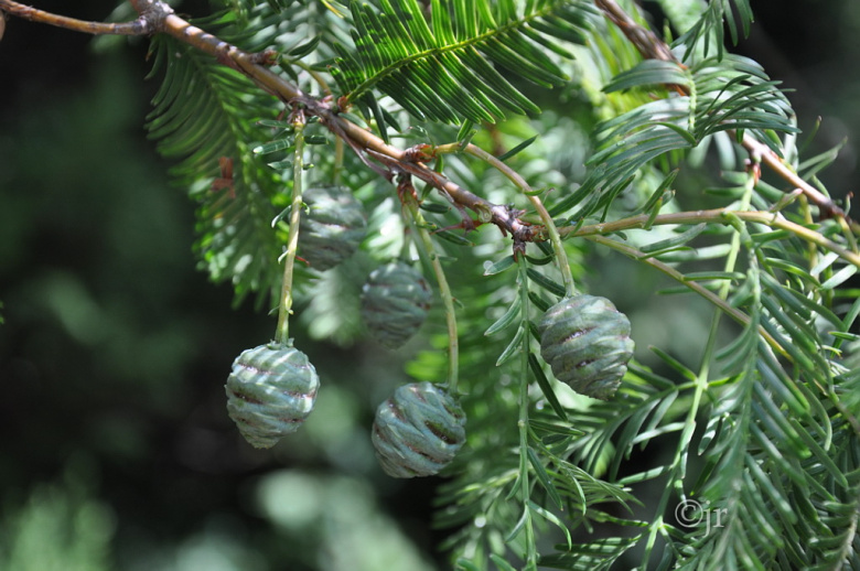 metasuquoia_glyptostroboides_kapyoksa_tanska_jreinikainen.jpg