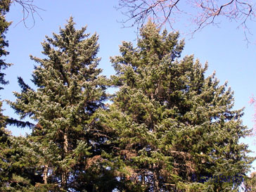 picea_jezoensis_latvus_jsaarinen.jpg