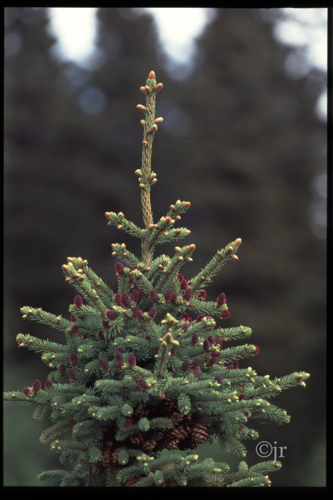picea_mariana_latvus_jreinikainen.jpg