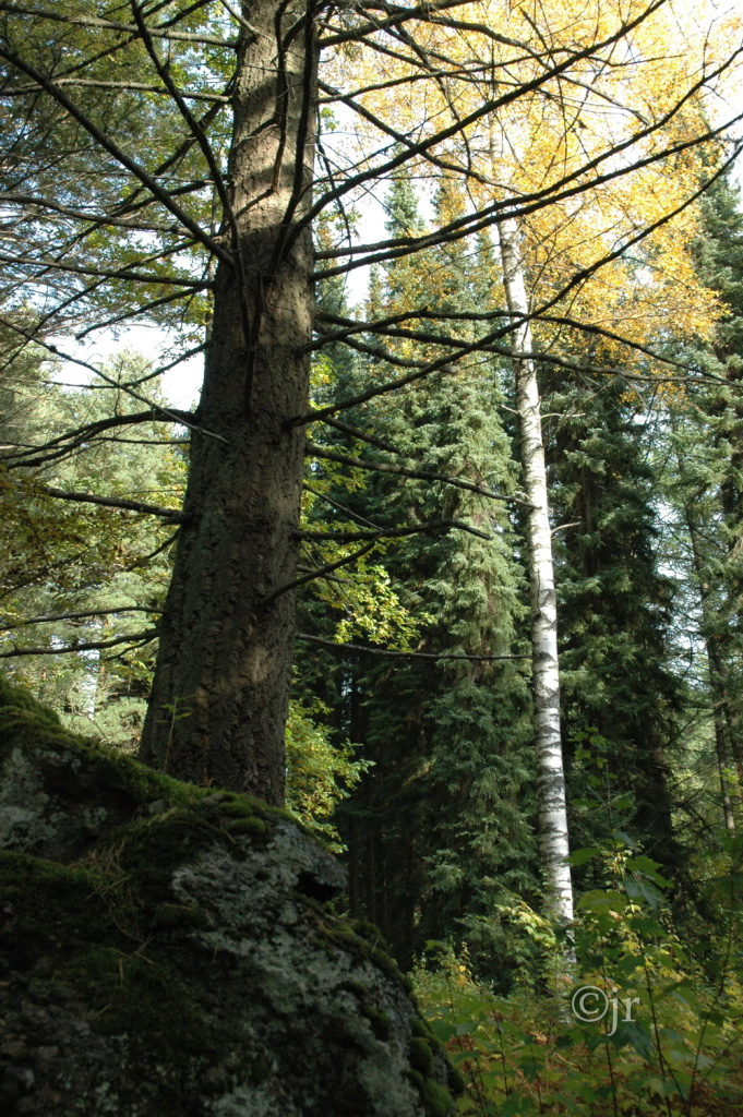 pseudotsuga_menziesii_yk_jreinikainen.jpg