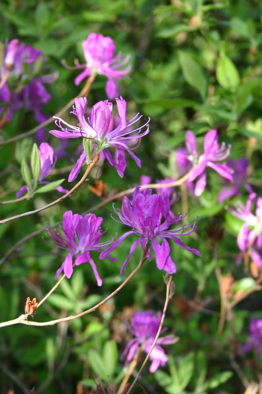 rhododendron_canadense_ojussila.jpg