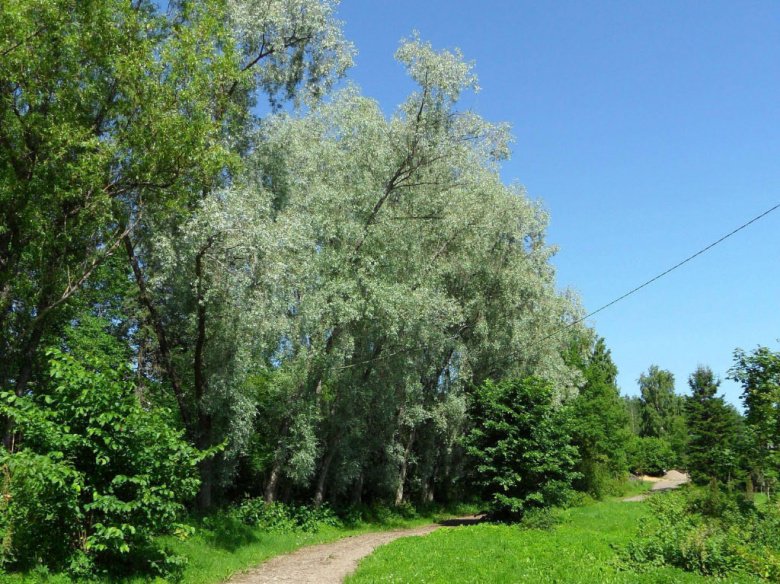 Salix 'Sibirica' ©Susanna