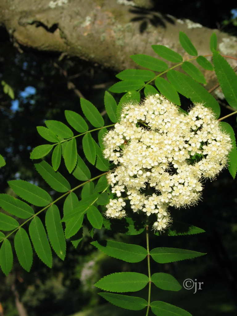 sorbus_aucuparia_kukka_jreinikainen.jpg