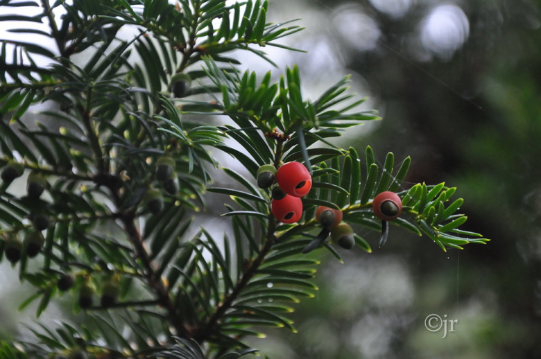 taxus_baccata_marjaoksa_ahvenanmaa_jreinikainen.jpg
